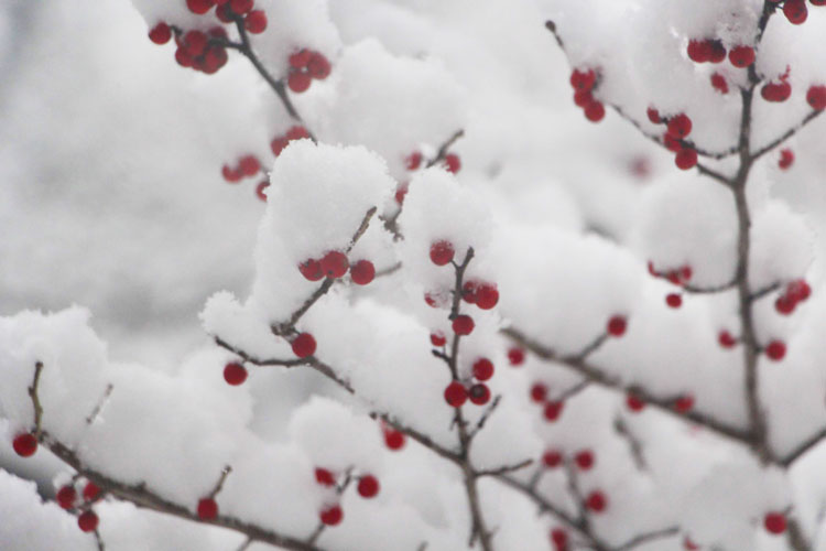 雪